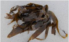Чем полезна морская капуста, калорийность Салат из морской капусты польза и вред